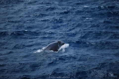 Whale 5